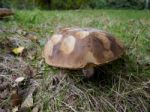 Brown Mushroom  Growing In Sussex Stock Photo