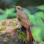 Female Large Niltava Stock Photo