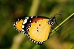 Plain Tiger Butterfly Stock Photo