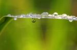 Dew Stock Photo