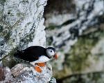 Puffin - Fratercula - Auk - Notrh Yorkshire - Uk Stock Photo