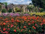 Roses Growing In The Garden At Hever Castle Stock Photo