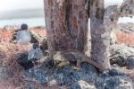 Swallow Tailed Gull And Iguana On  Galapagos Islands Stock Photo