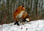 Red Fox In Her Winter Coat Stock Photo