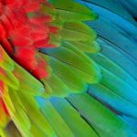 Greenwinged Macaw Feathers Stock Photo