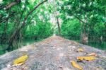 Path In Mangrove Forest For Background Stock Photo