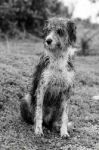 Wet Domestic Dog Stock Photo