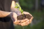 Hands Holding Seedleng Stock Photo