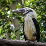 Visayan Hornbill (penelopides Panini) At The Bioparc In Fuengiro Stock Photo