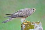 Female Common Kestrel Stock Photo