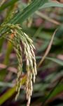 Rice Stock Photo