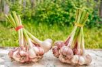 Two Bundles Of Garlic Lying On The Table Stock Photo