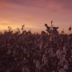 Cotton Field In Oakey, Queensland Stock Photo