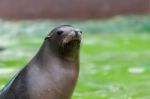 California Sea Lion (zalaphus Californianus) Stock Photo