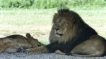 Picture With A Pair Of Lions Laying Together Stock Photo