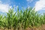 Sugarcane And Blue Sky Background Stock Photo