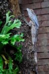 Fuengirola, Andalucia/spain - July 4 : Tree Lizard At The Biopar Stock Photo