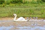 White Mother Swan Swimming In Line With Young Stock Photo