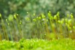 Fresh Moss In Green Nature Stock Photo