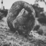 Wombat During The Day Stock Photo