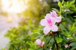 Fresh Pink Flower Close Up  Shot In Public Park Stock Photo