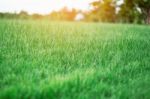 Green Grass With Sun Shines Stock Photo