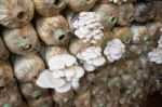 Organic Mushroom Farm Stock Photo