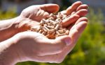 Hand Holding Pellet Stock Photo