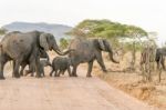 African Elephant In Serengeti National Park Stock Photo