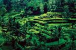 Green Rice Fields In Ubud Bali Indonesia Stock Photo