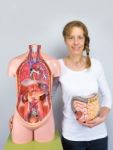 Woman Showing Intestines Model And Human Body Stock Photo