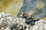 Small Song Thrush In Rock Stock Photo