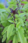 Sweet Basil Or Thai Basil Nature Spice Vegetable Of Eastern Food Stock Photo