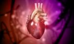 Human Heart Stock Photo