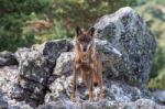 The Iberian Wolf Stock Photo