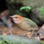 Male Rusty-naped Pitta Stock Photo