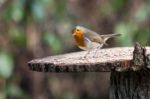 Robin Alert To Danger Stock Photo