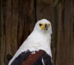 African Fish Eagle Stock Photo