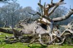 Dead Tree Looking Like A Giant Squid In West Grinstead Stock Photo