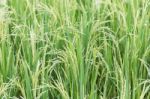 Close Up Paddy Field Stock Photo