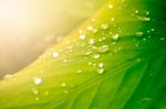 Close Up Of Water Drop On Green Leaf Tree Stock Photo