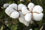 Cotton Stock Photo