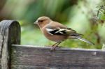 Common Chaffinch Close-up Stock Photo