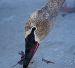 Beautiful Isolated Photo Of A Swan Eating Something From The Ice Stock Photo