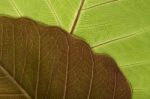 Close-up Of Leaf Veins Stock Photo