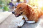 Portrait Of An Adorable  Brown Dog Stock Photo