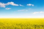 Field Of Yellow Flowers And Blue Sky Stock Photo