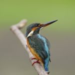 Female Common Kingfisher Stock Photo