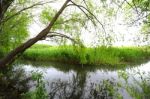 Trees Near The Lake And River Stock Photo