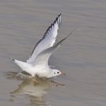 Brown-headed Gull Stock Photo